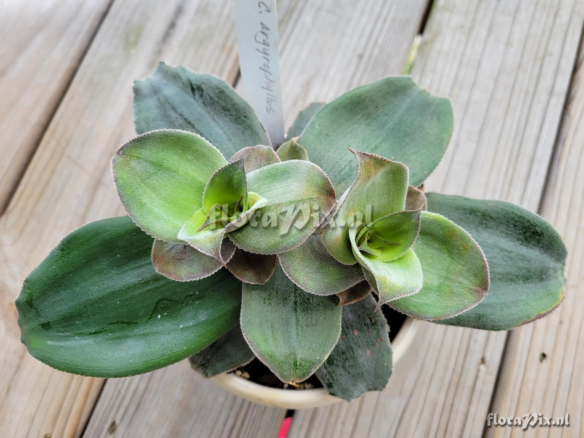 Cryptanthus argyrophyllus