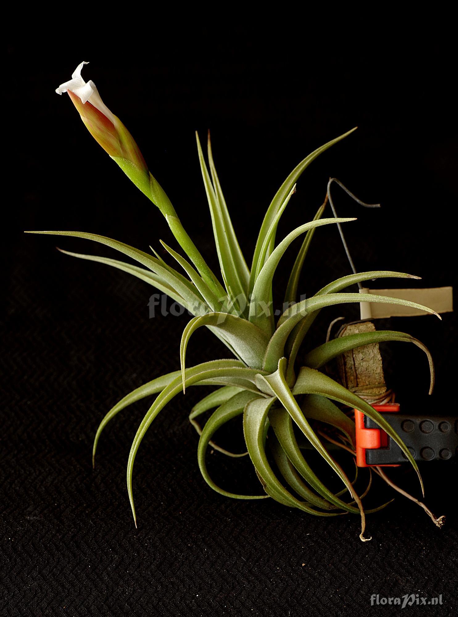 Tillandsia bermejoensis