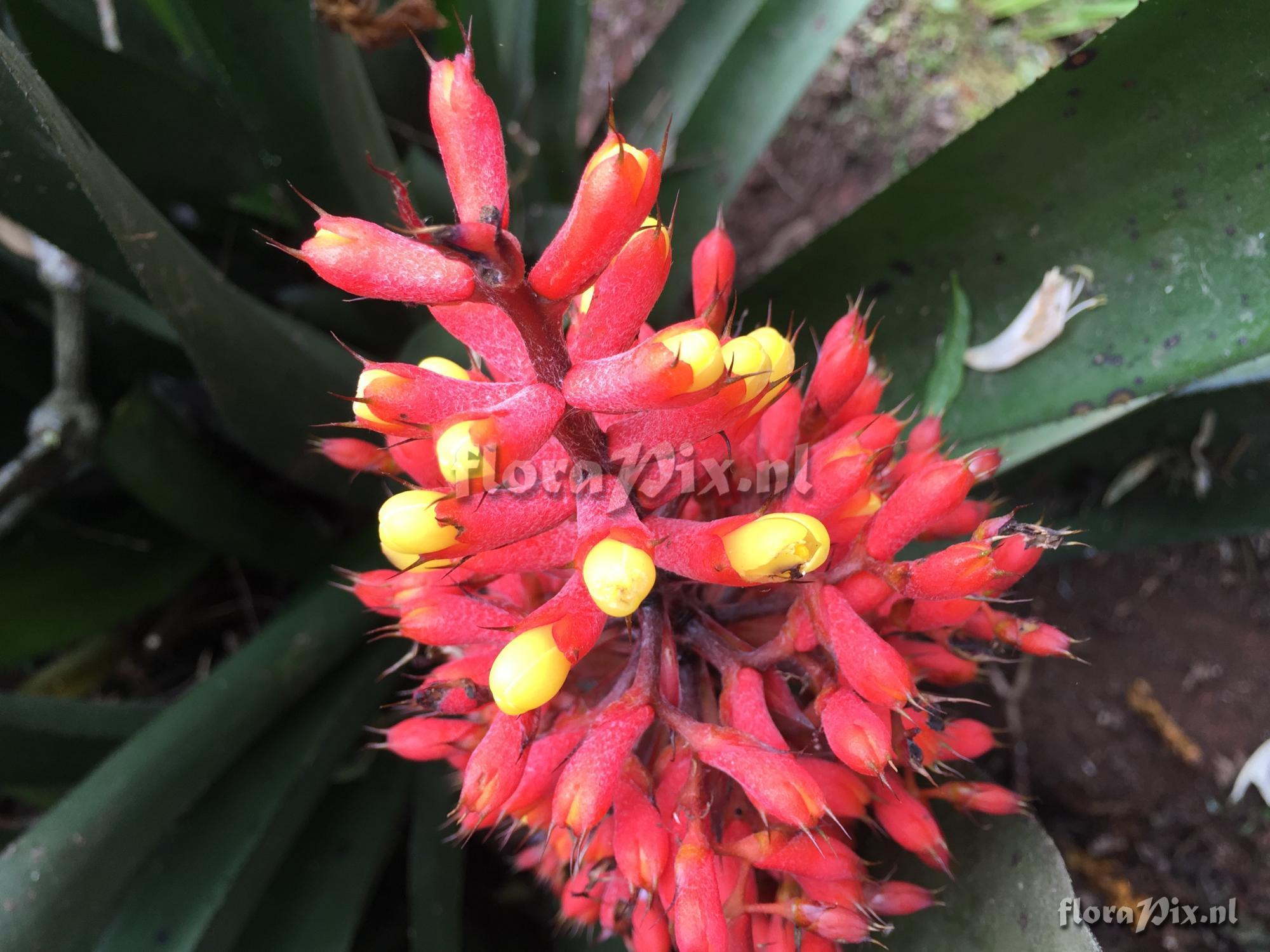 Aechmea caudata