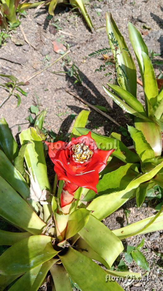 Guzmania lingulata