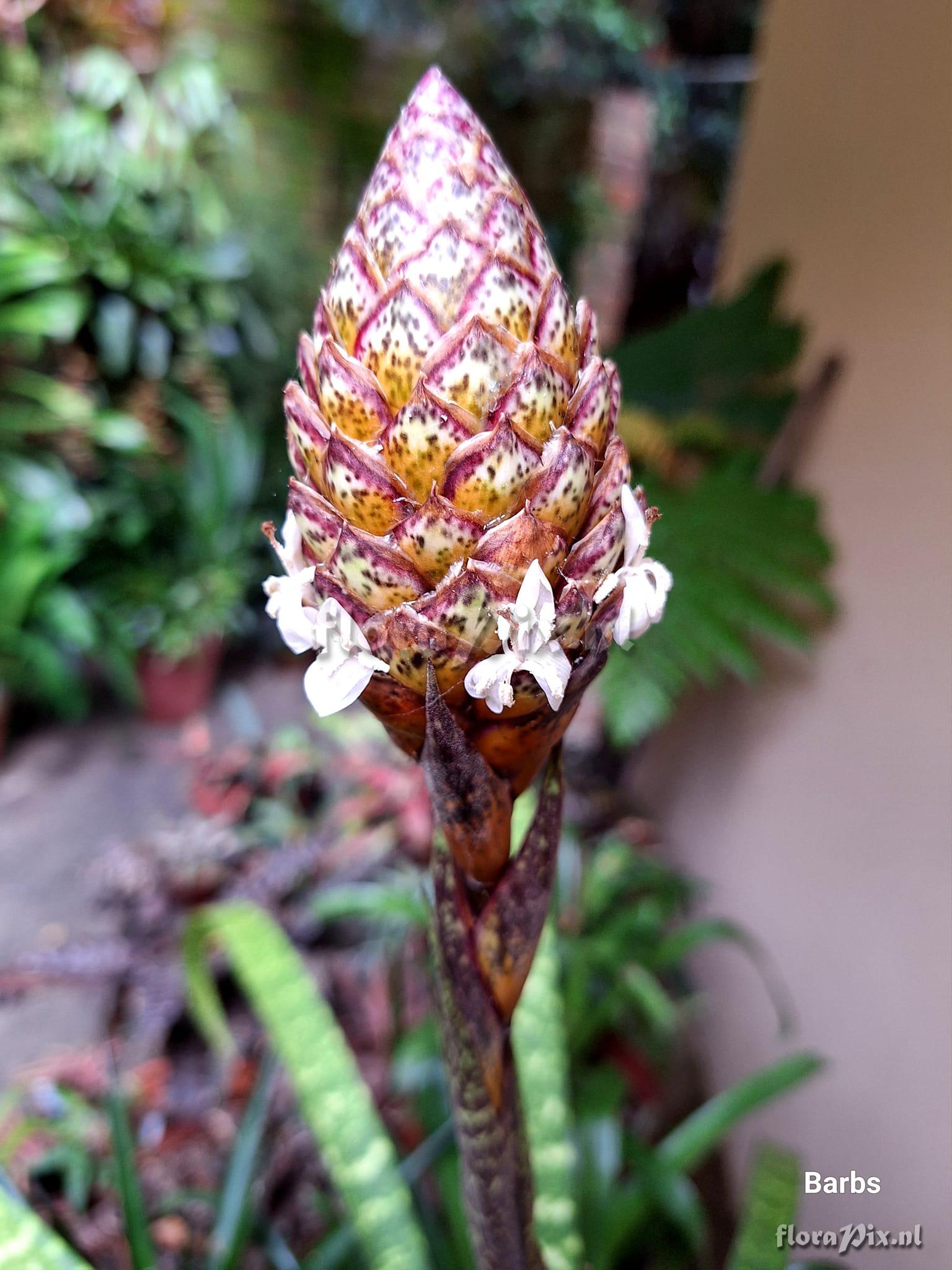 Guzmania andreettae