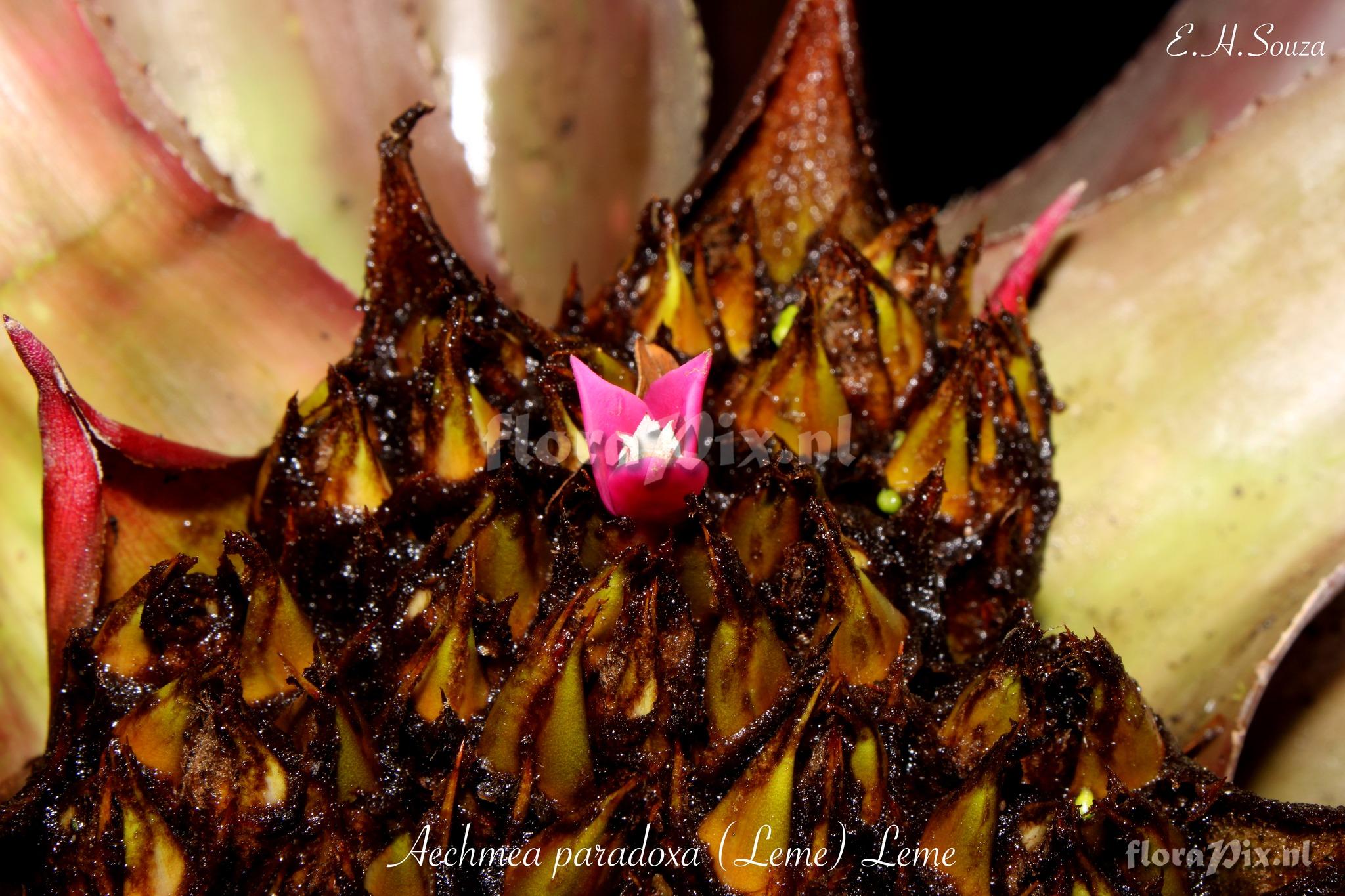 Aechmea paradoxa