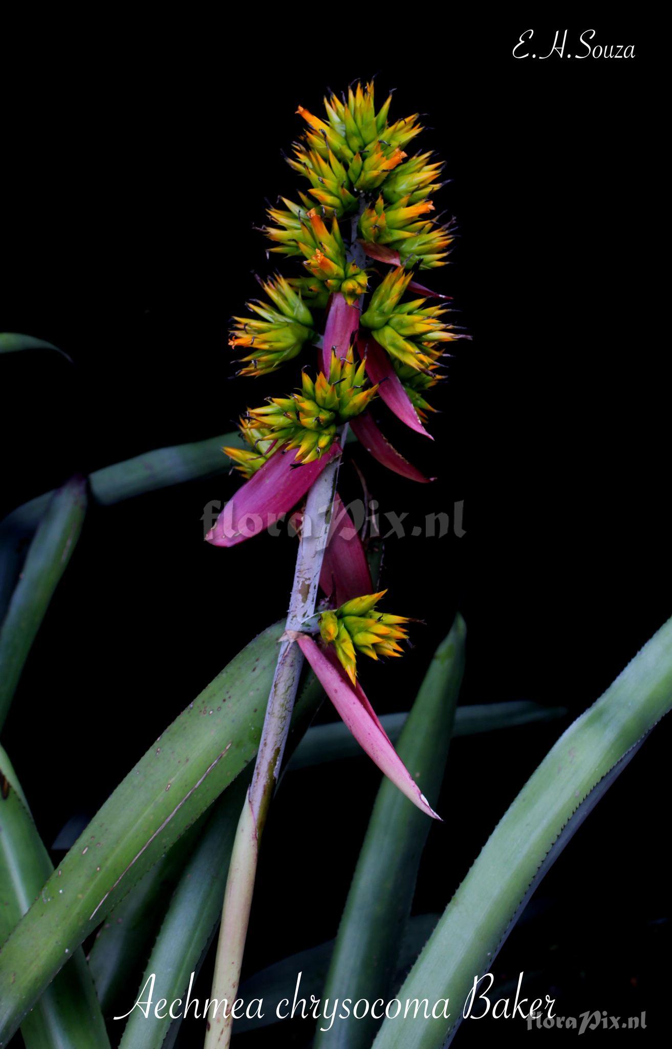 Aechmea chrysocoma