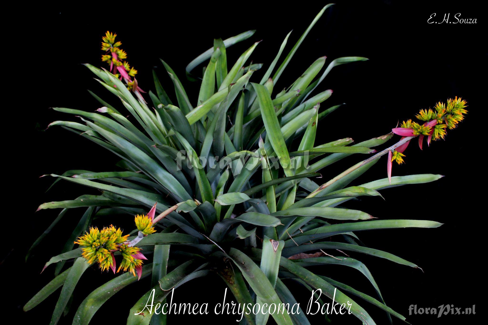 Aechmea chrysocoma