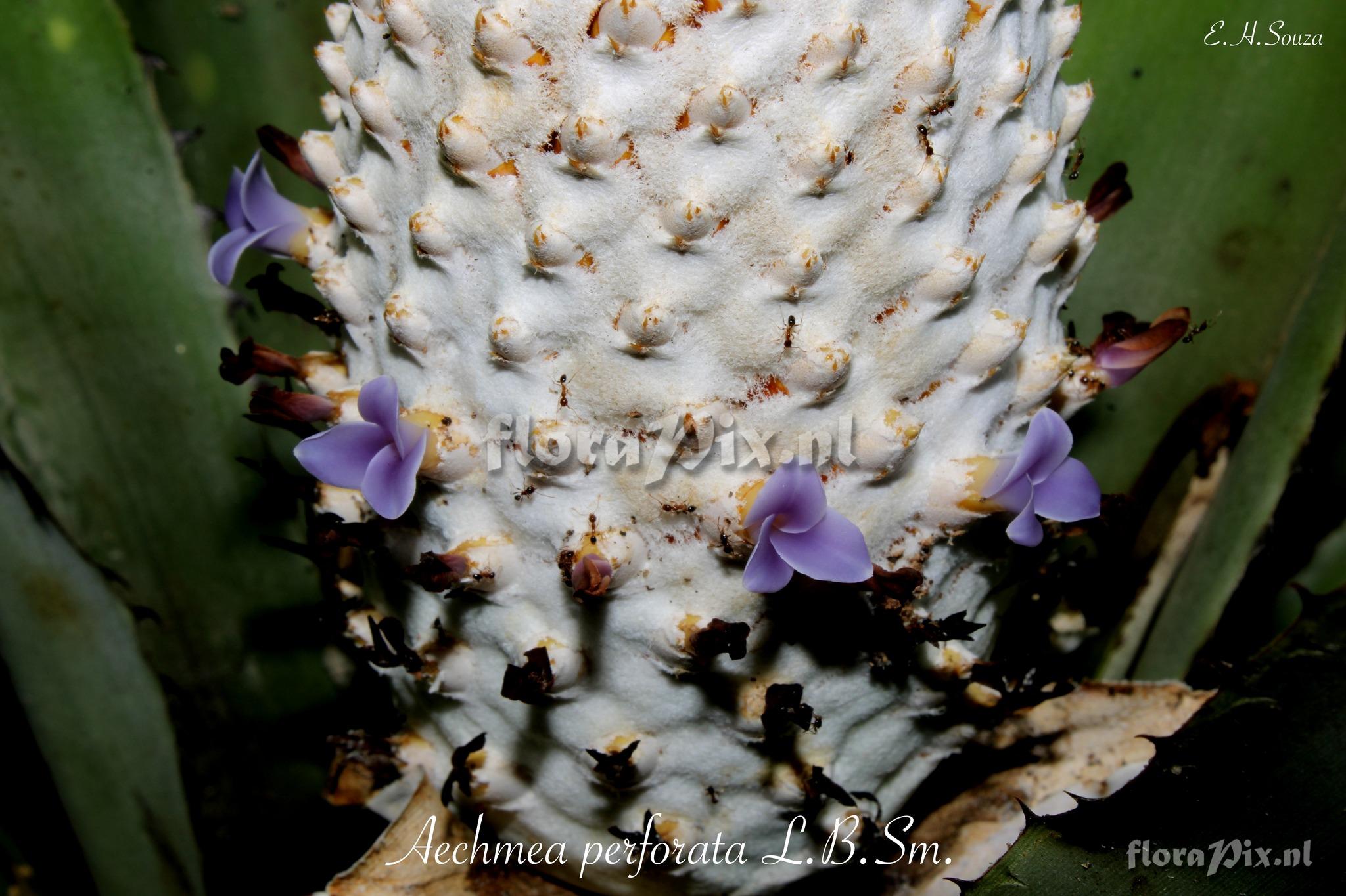 Aechmea perforata