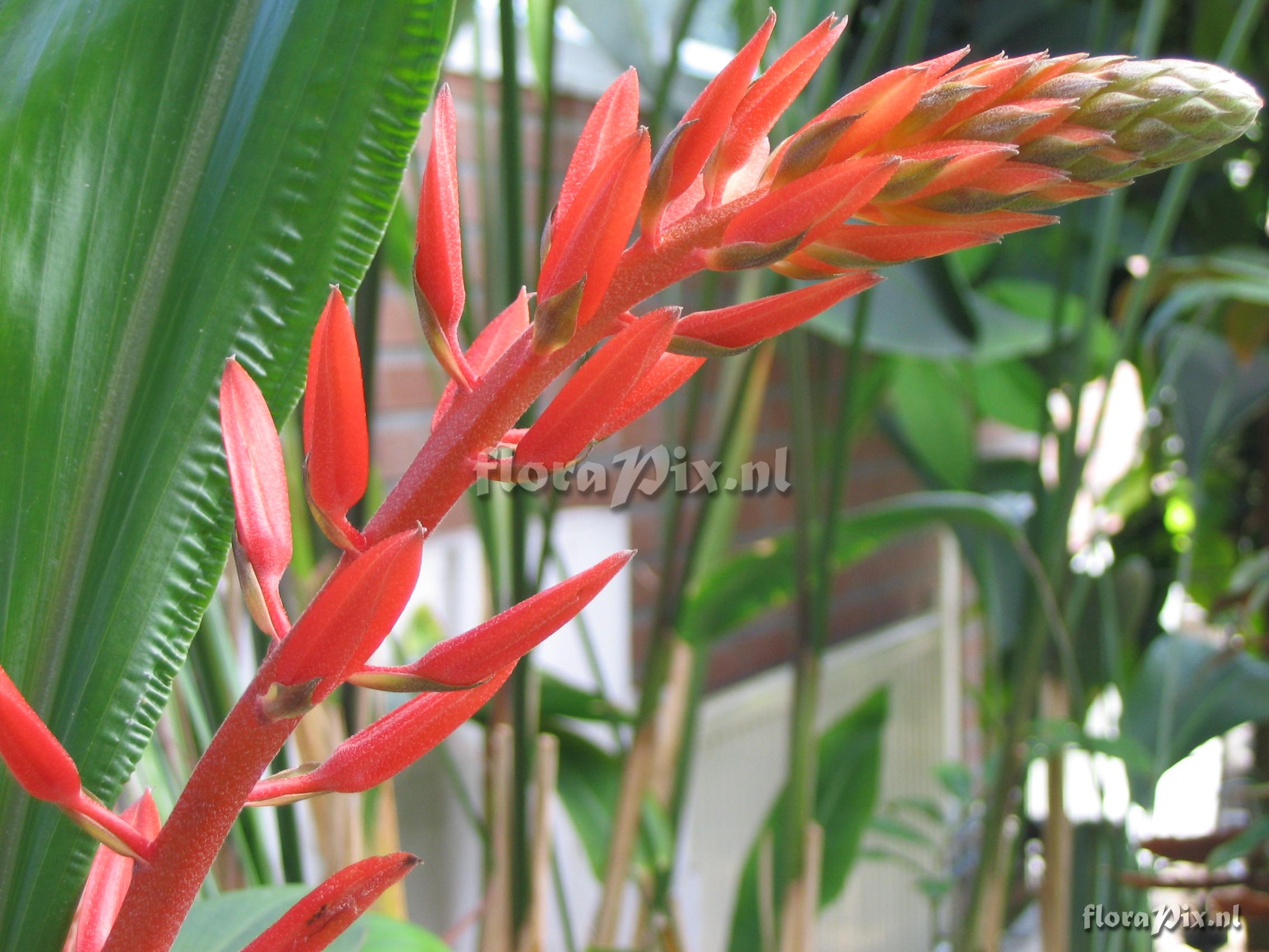 Pitcairnia undulata