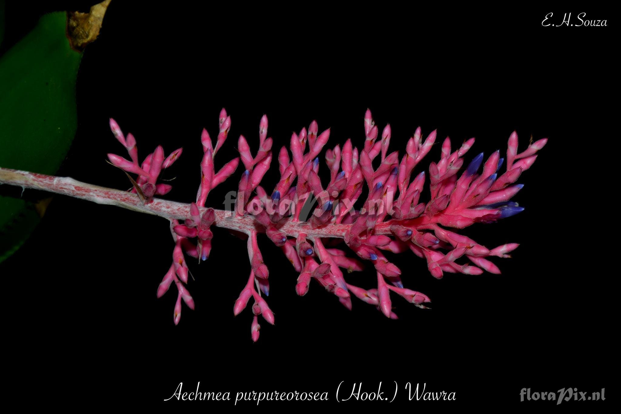 Aechmea purpureorosea