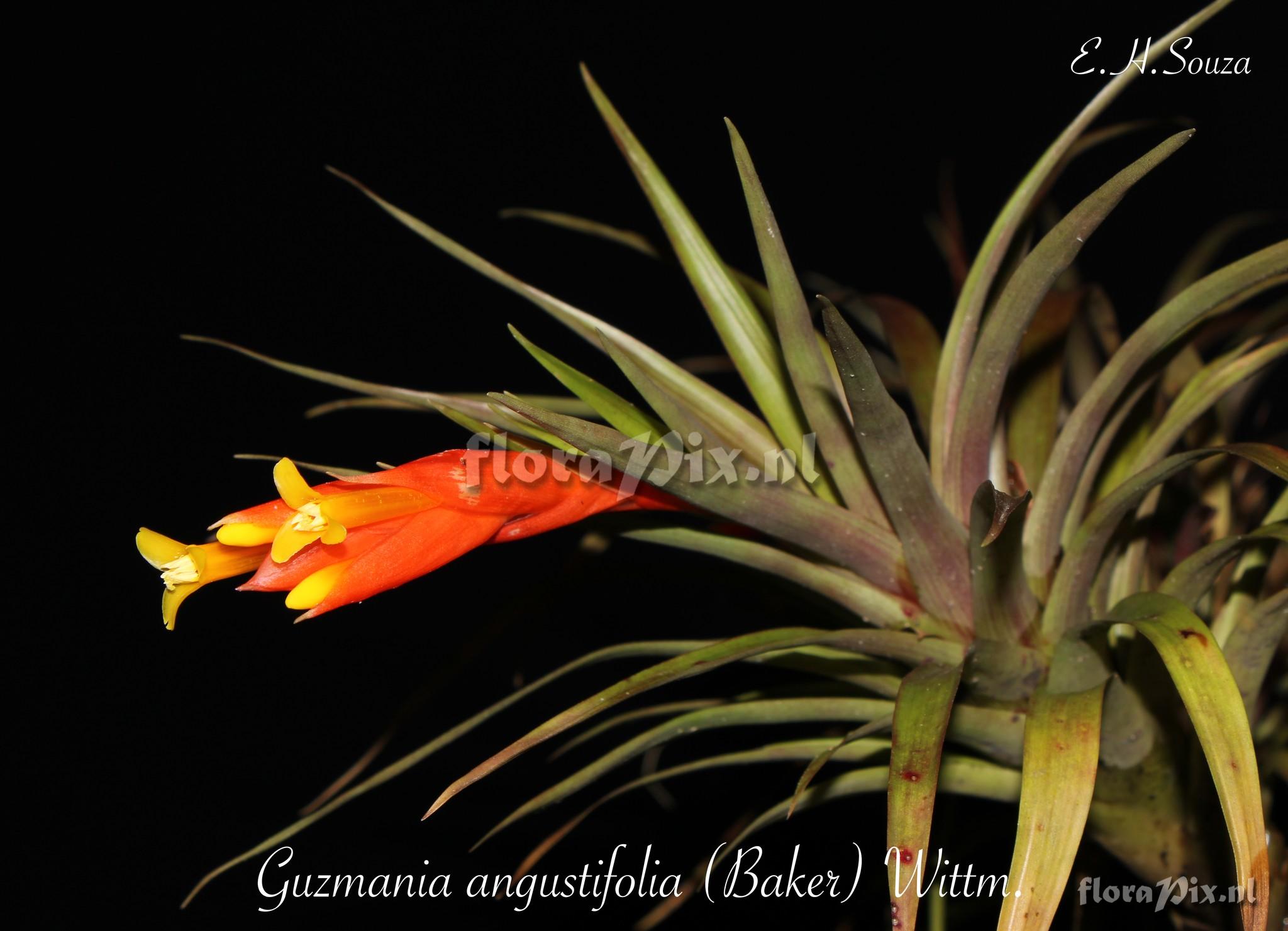 Guzmania angustifolia