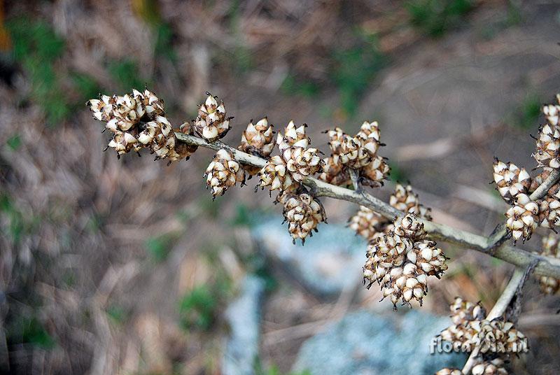 Hohenbergia we think