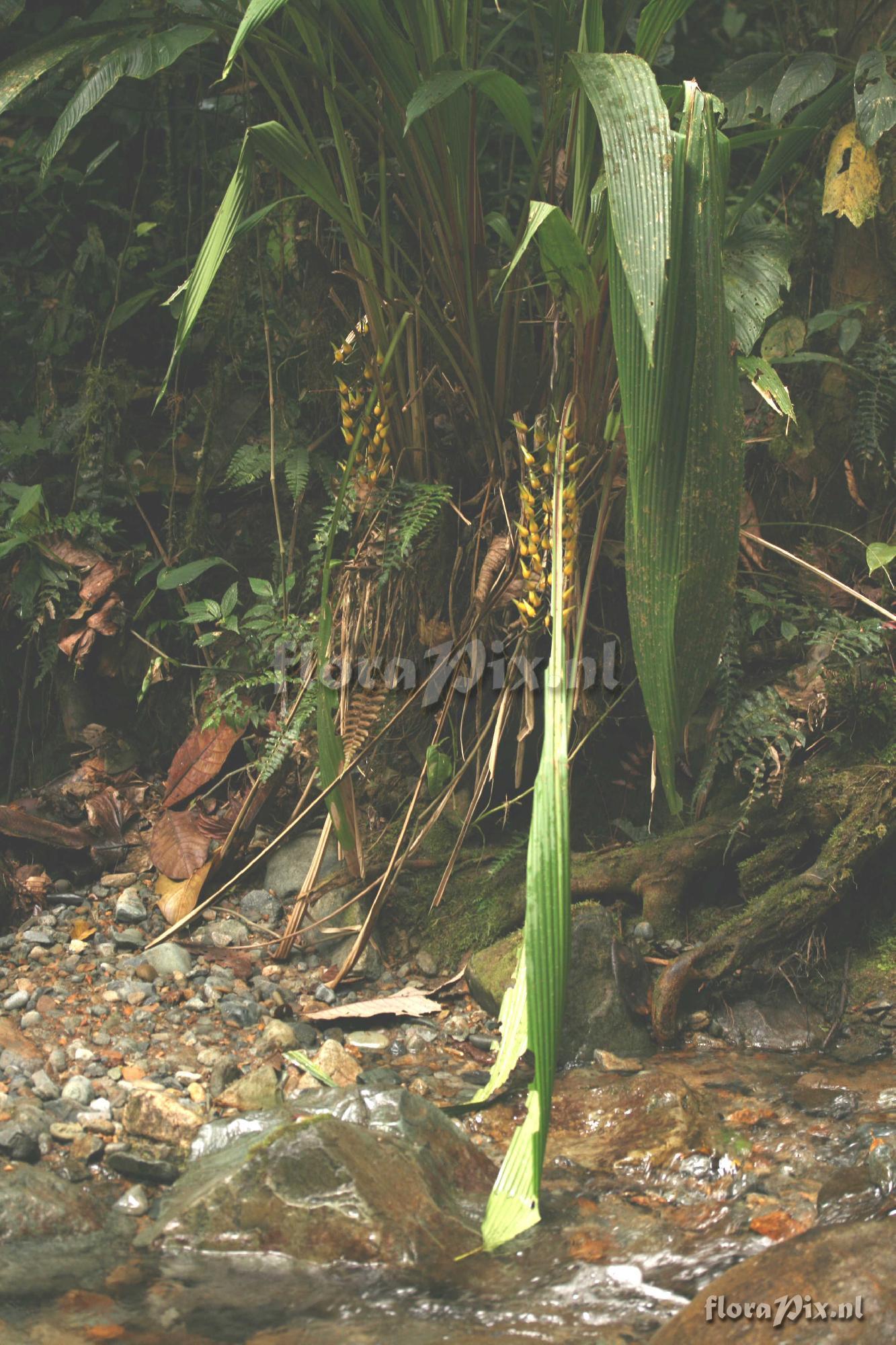 Pitcairnia sp