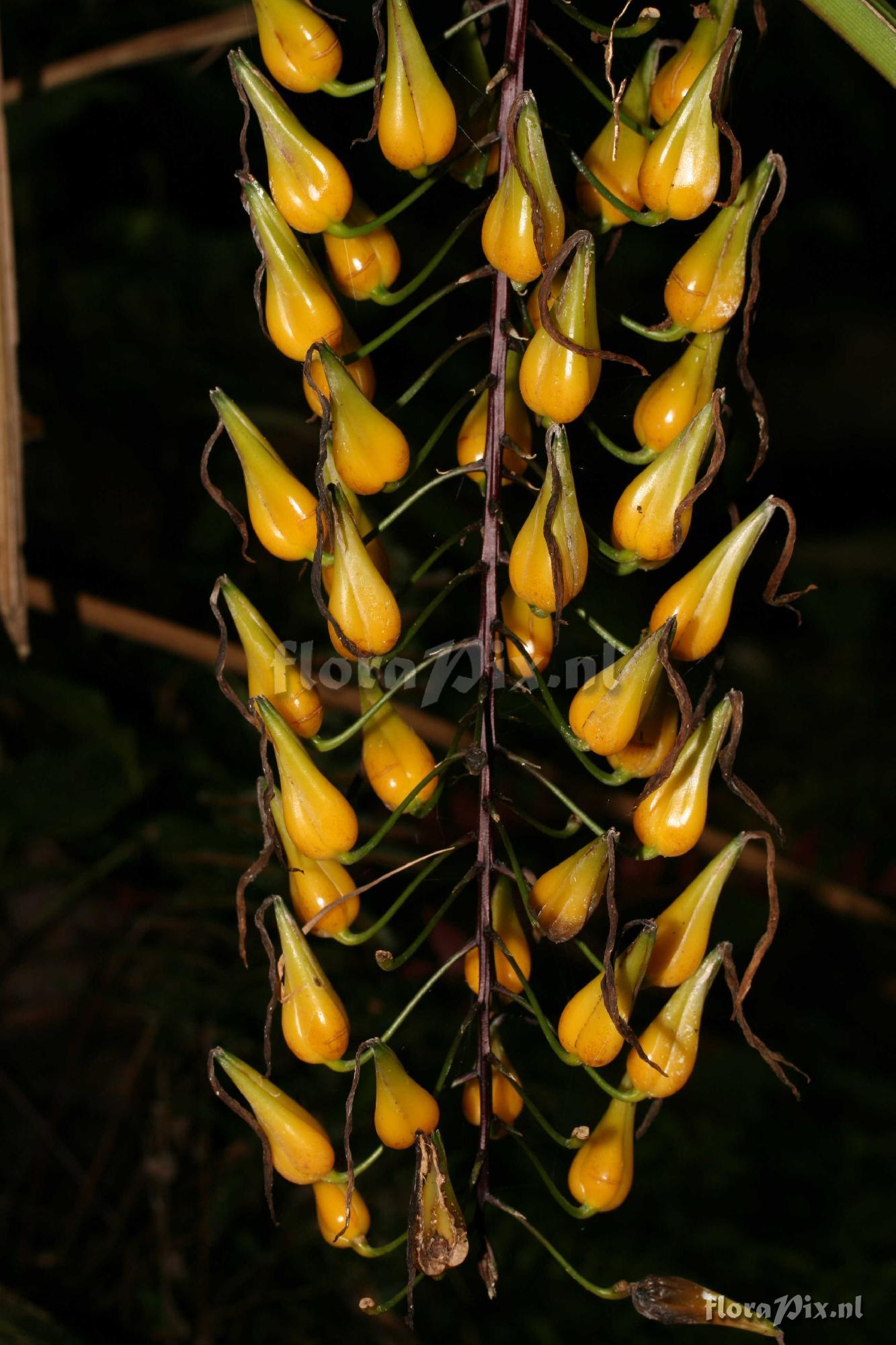 Pitcairnia sp