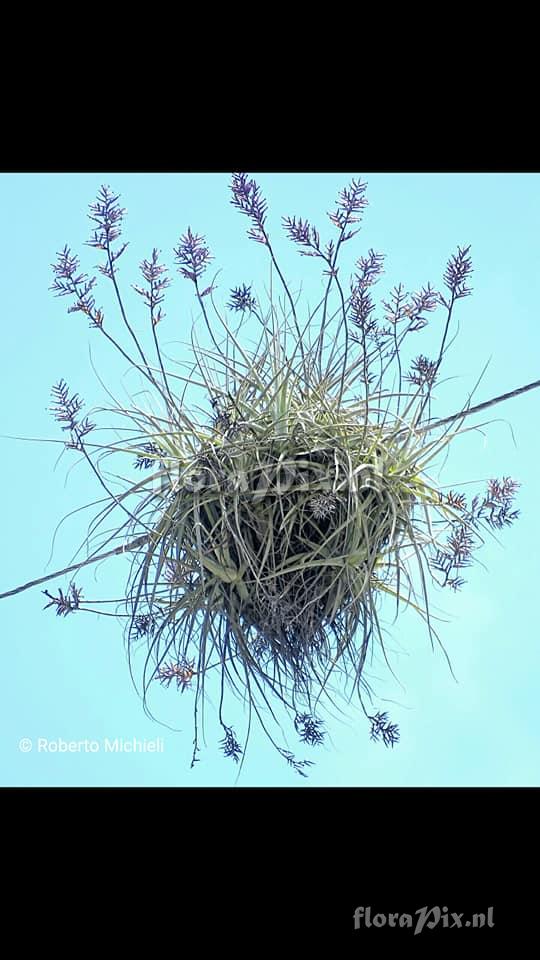 Tillandsia straminea