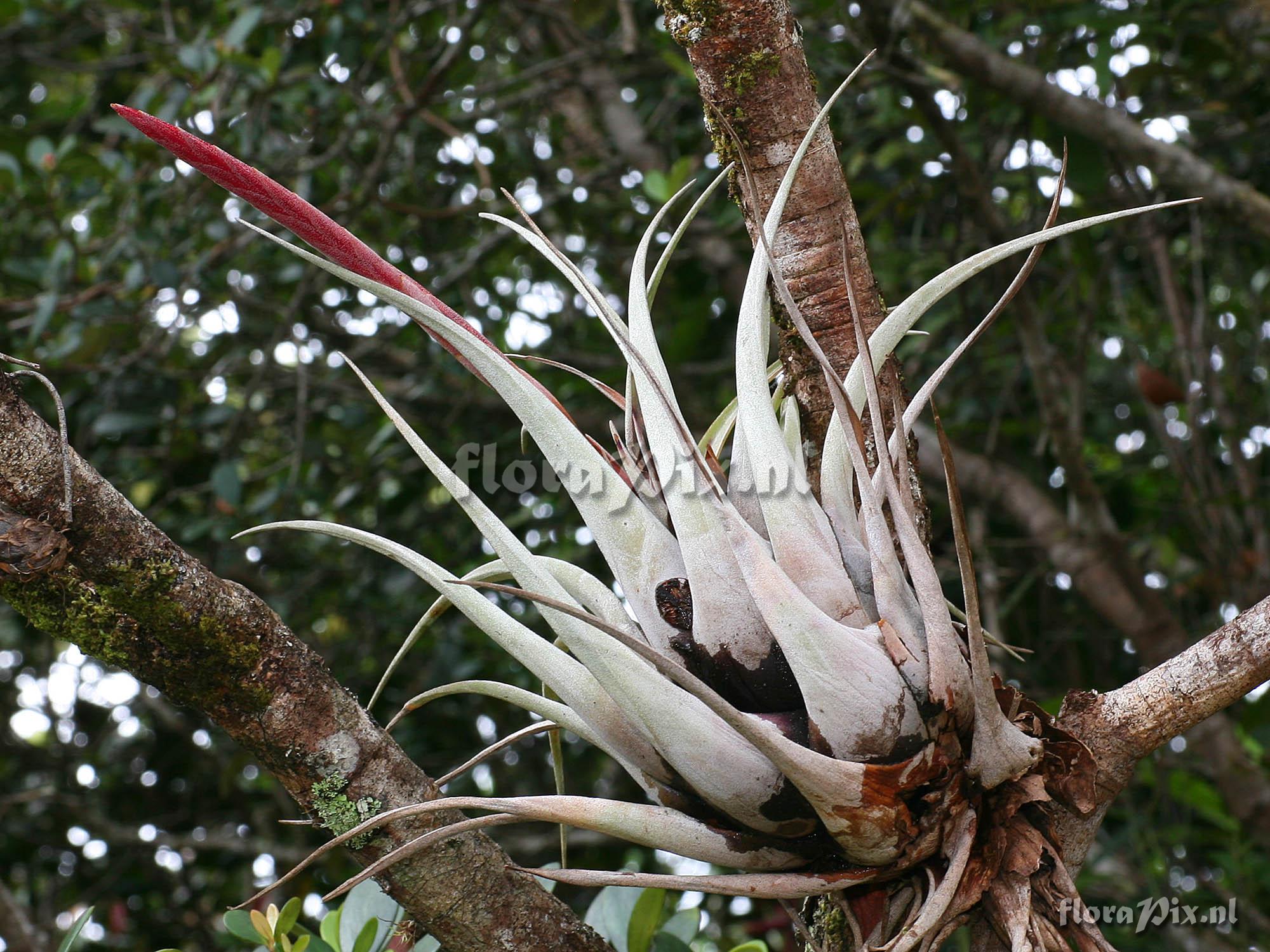 Vriesea incurva
