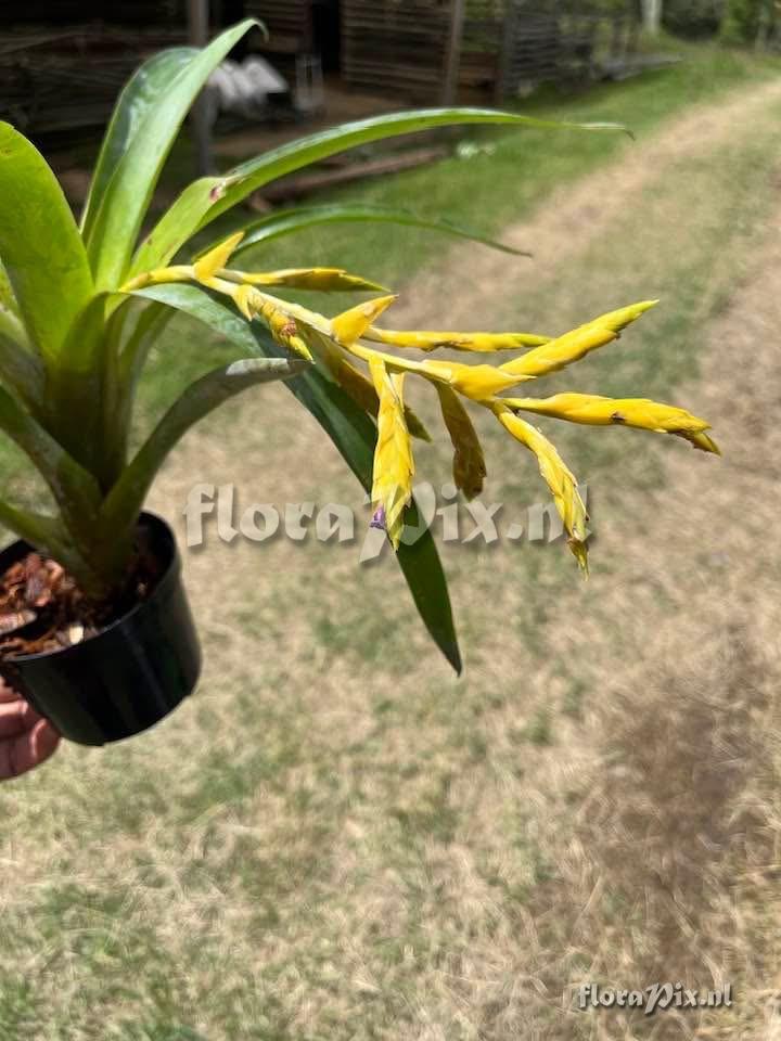 Tillandsia 