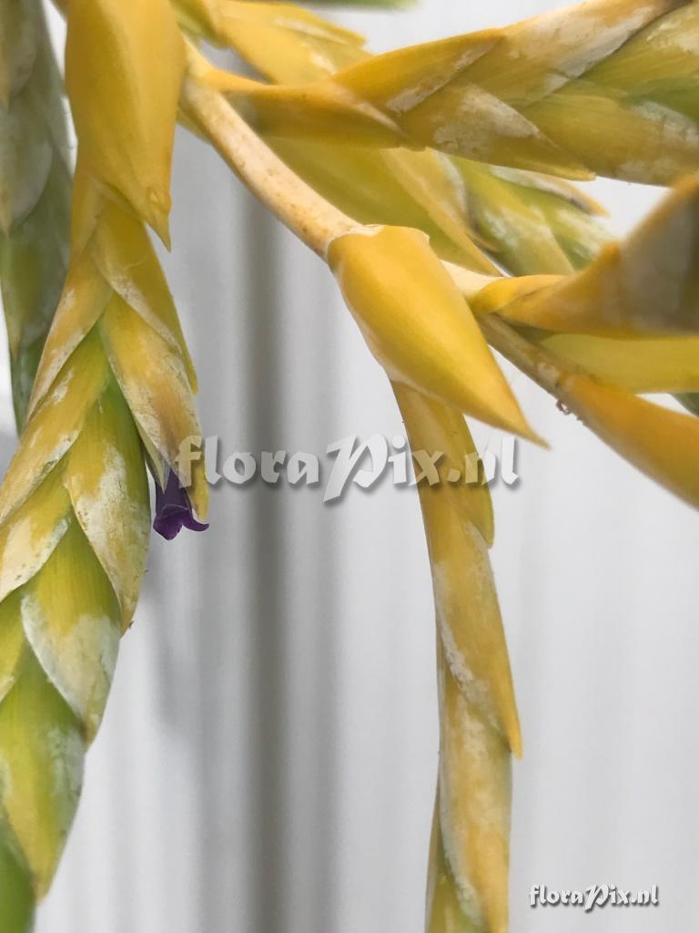 Tillandsia 