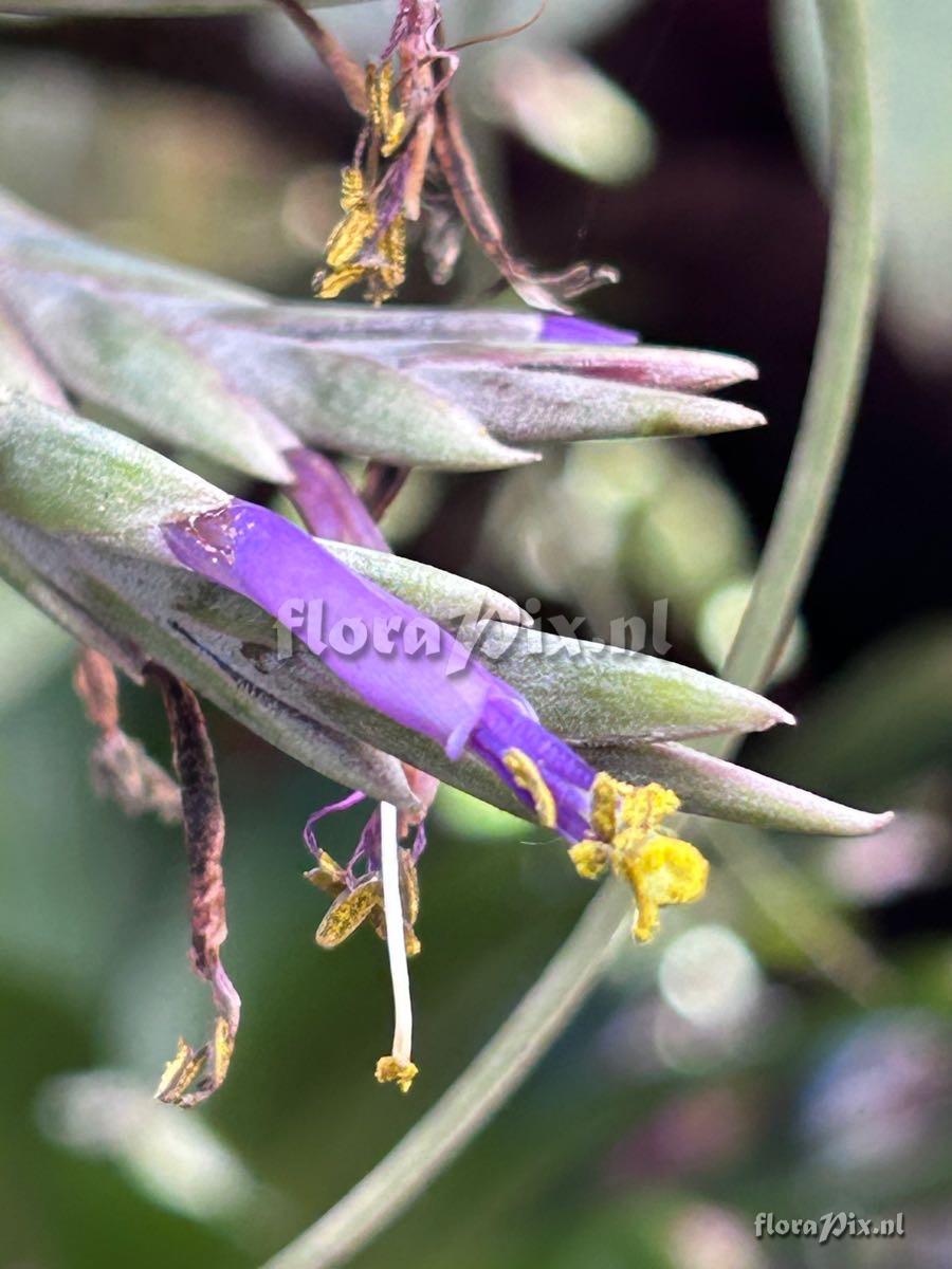 Tillandsia pseudobaileyi