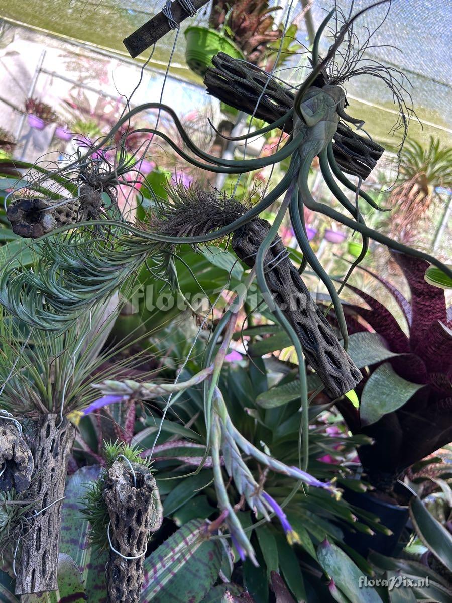 Tillandsia pseudobaileyi