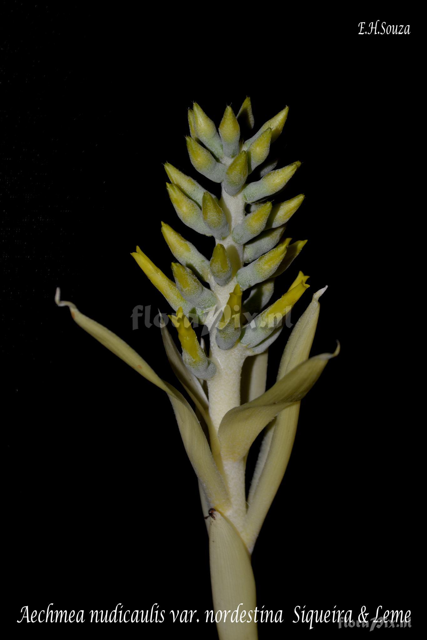 Aechmea nudicaulis var. nordestina