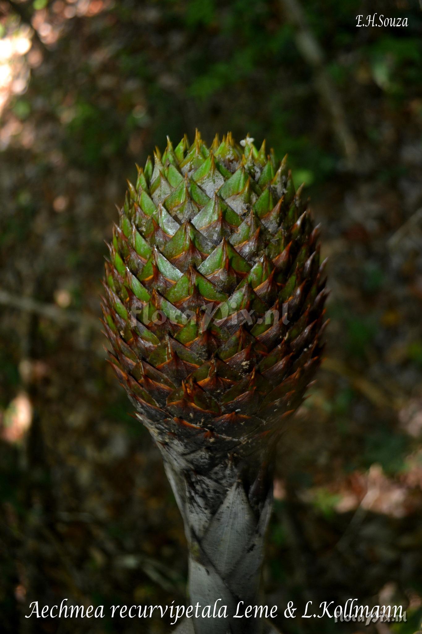 Aechmea recurvipetala