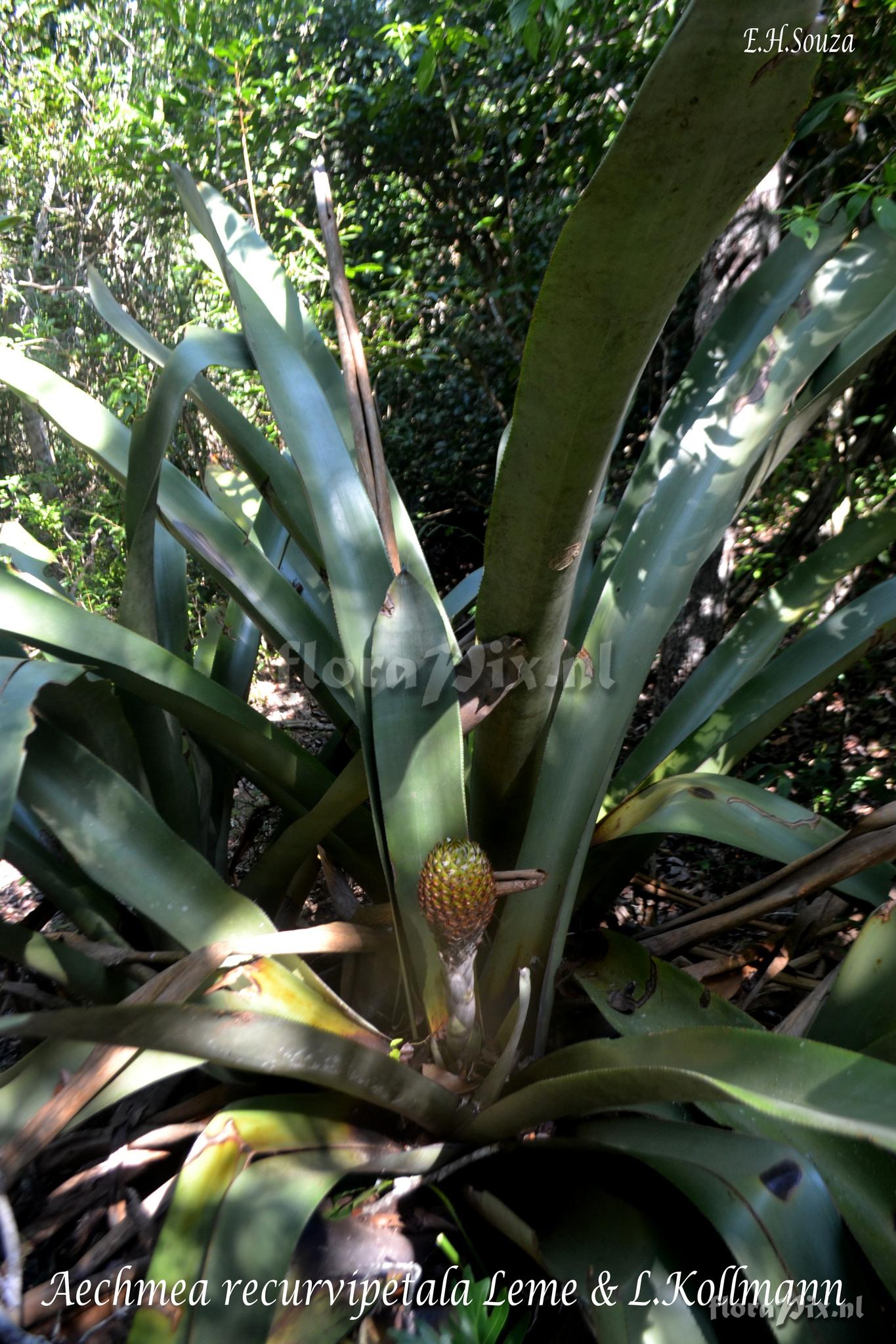 Aechmea recurvipetala