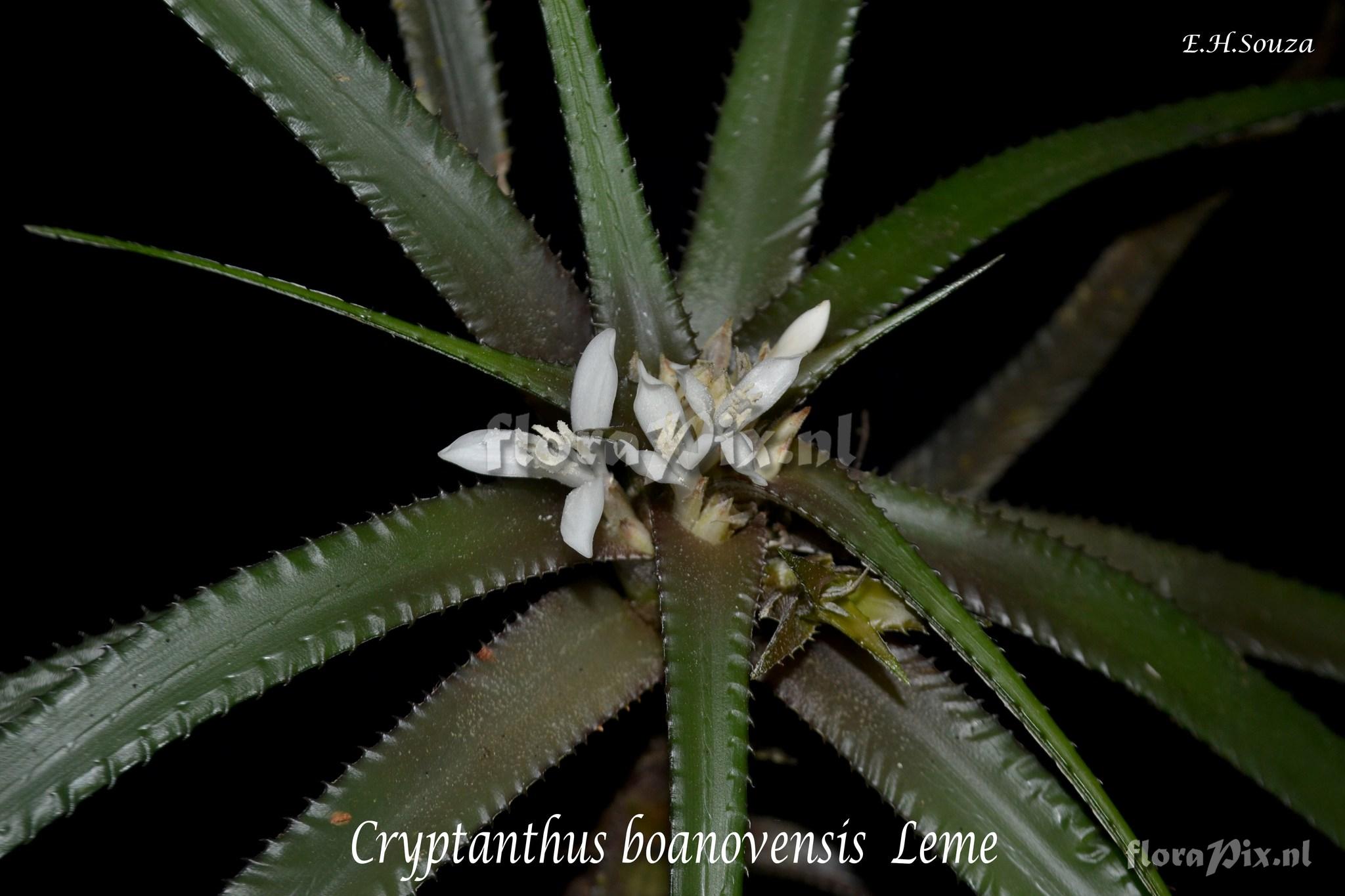 Cryptanthus boanovensis