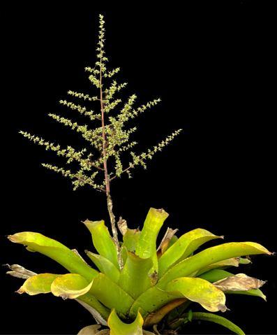 Hohenbergia alba