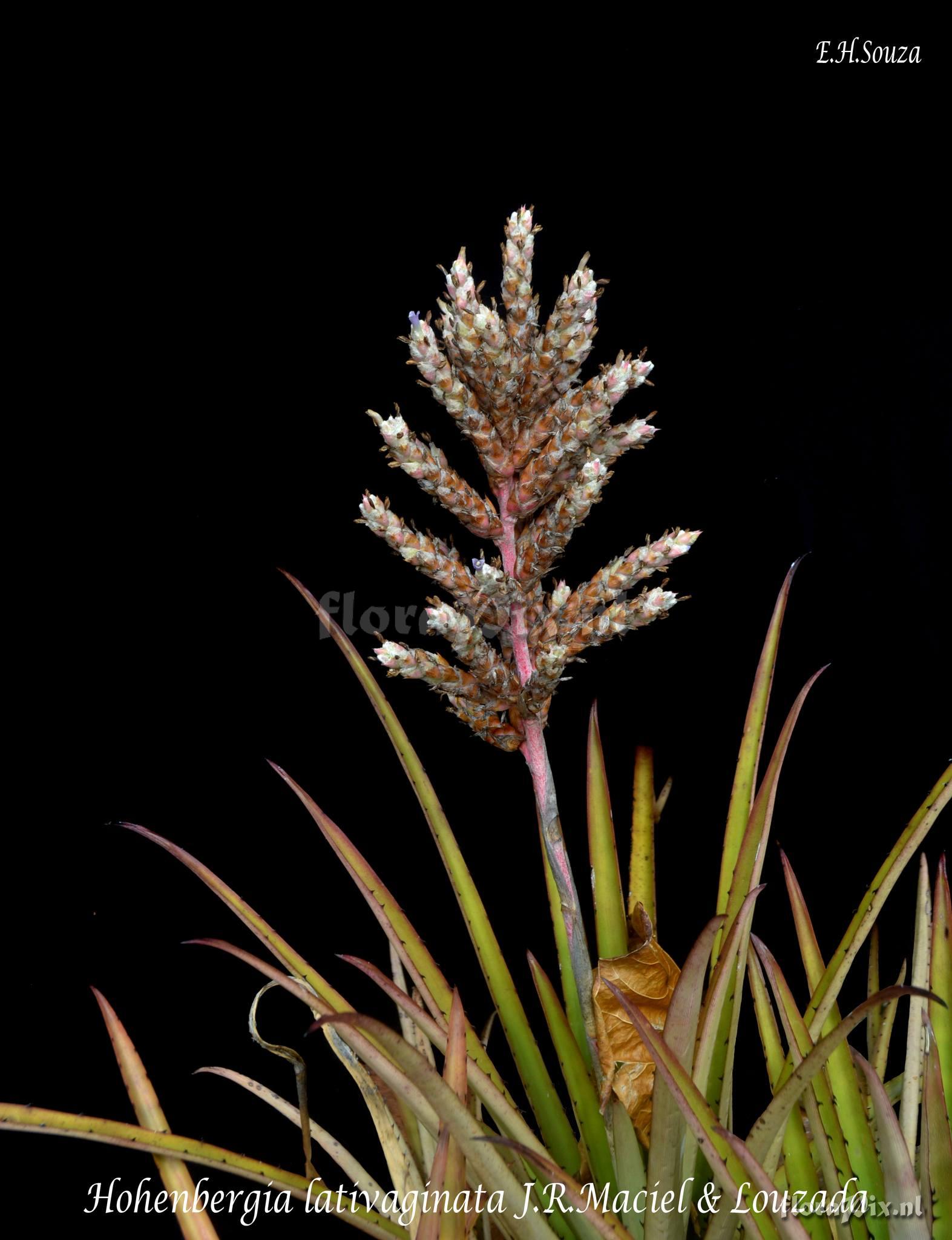 Hohenbergia lativaginata