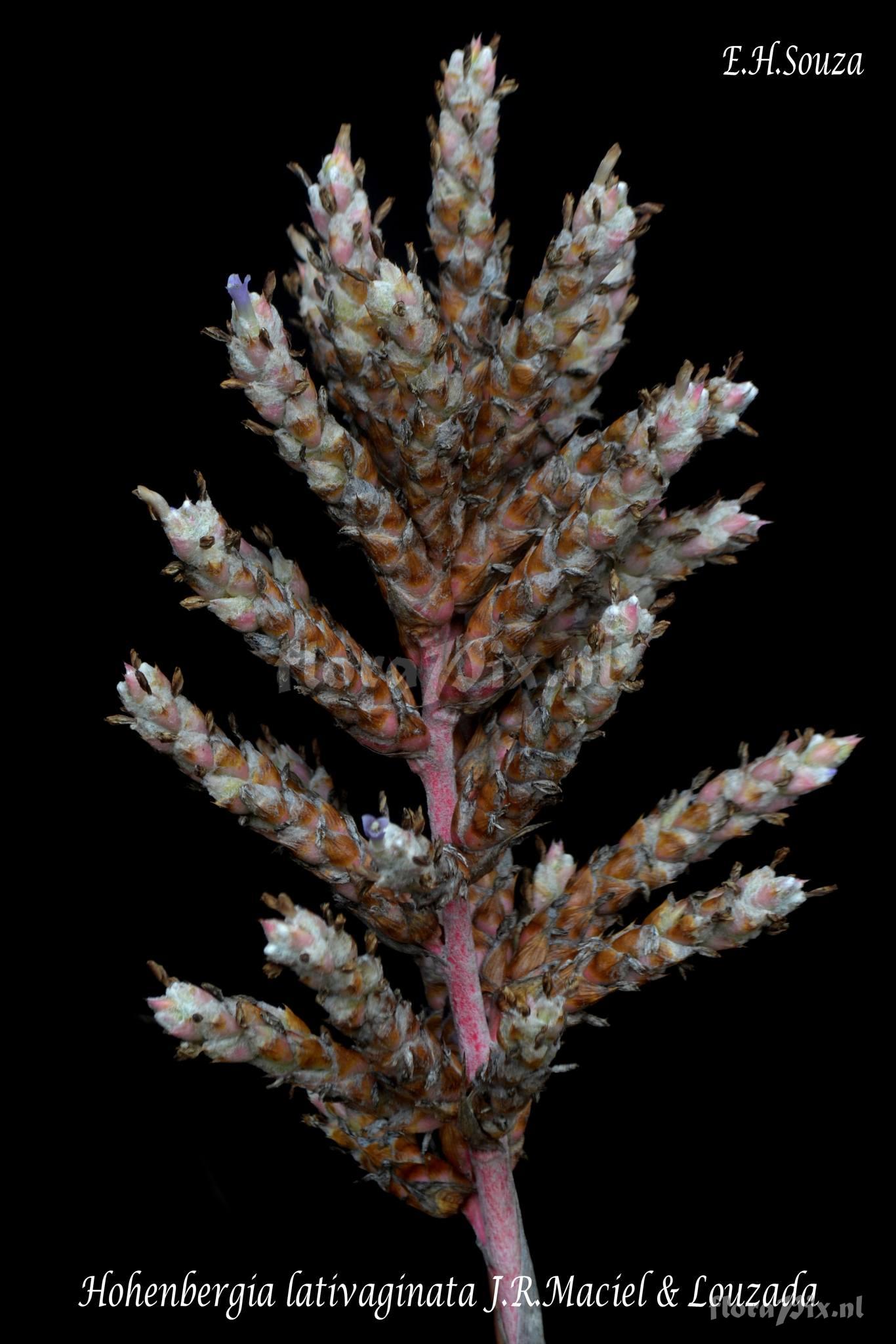 Hohenbergia lativaginata