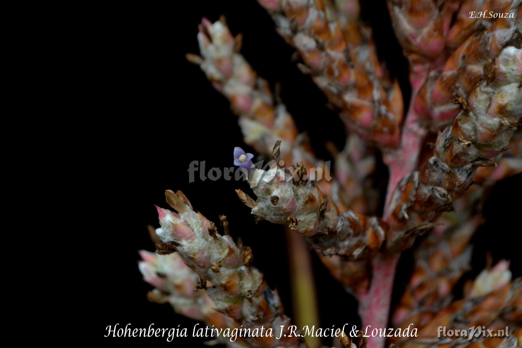 Hohenbergia lativaginata