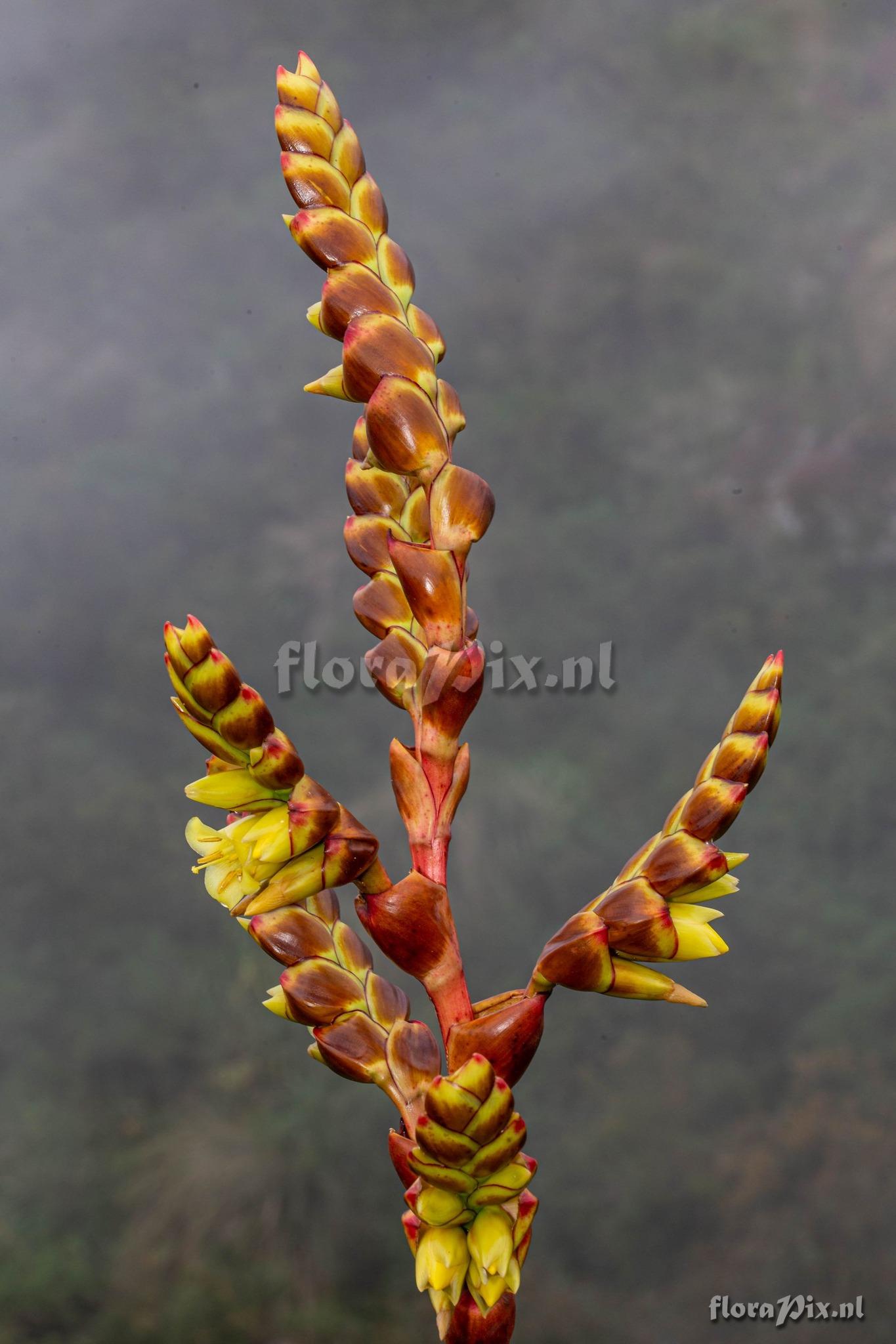 Vriesea crassa