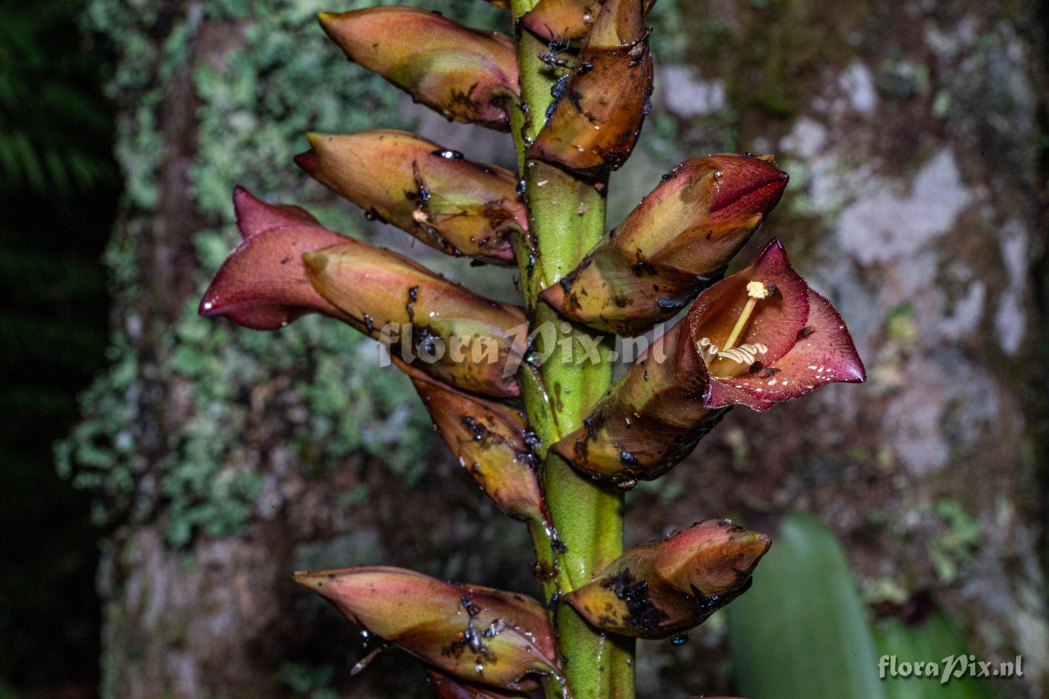 Vriesea bituminosa