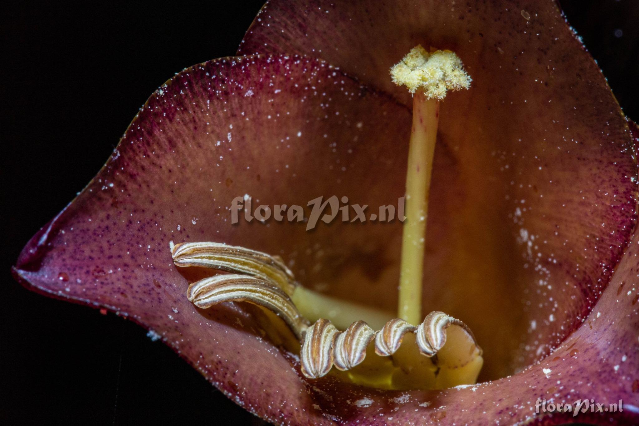 Vriesea bituminosa