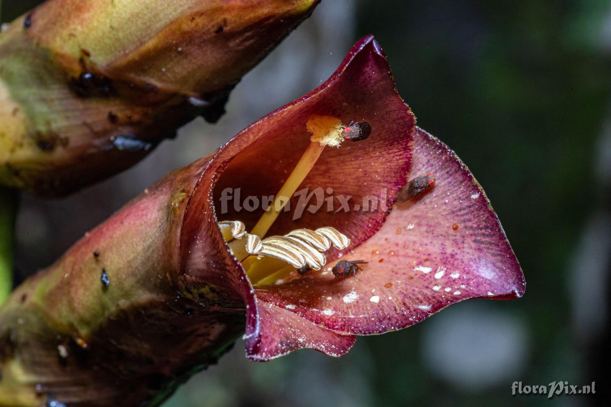 Vriesea bituminosa