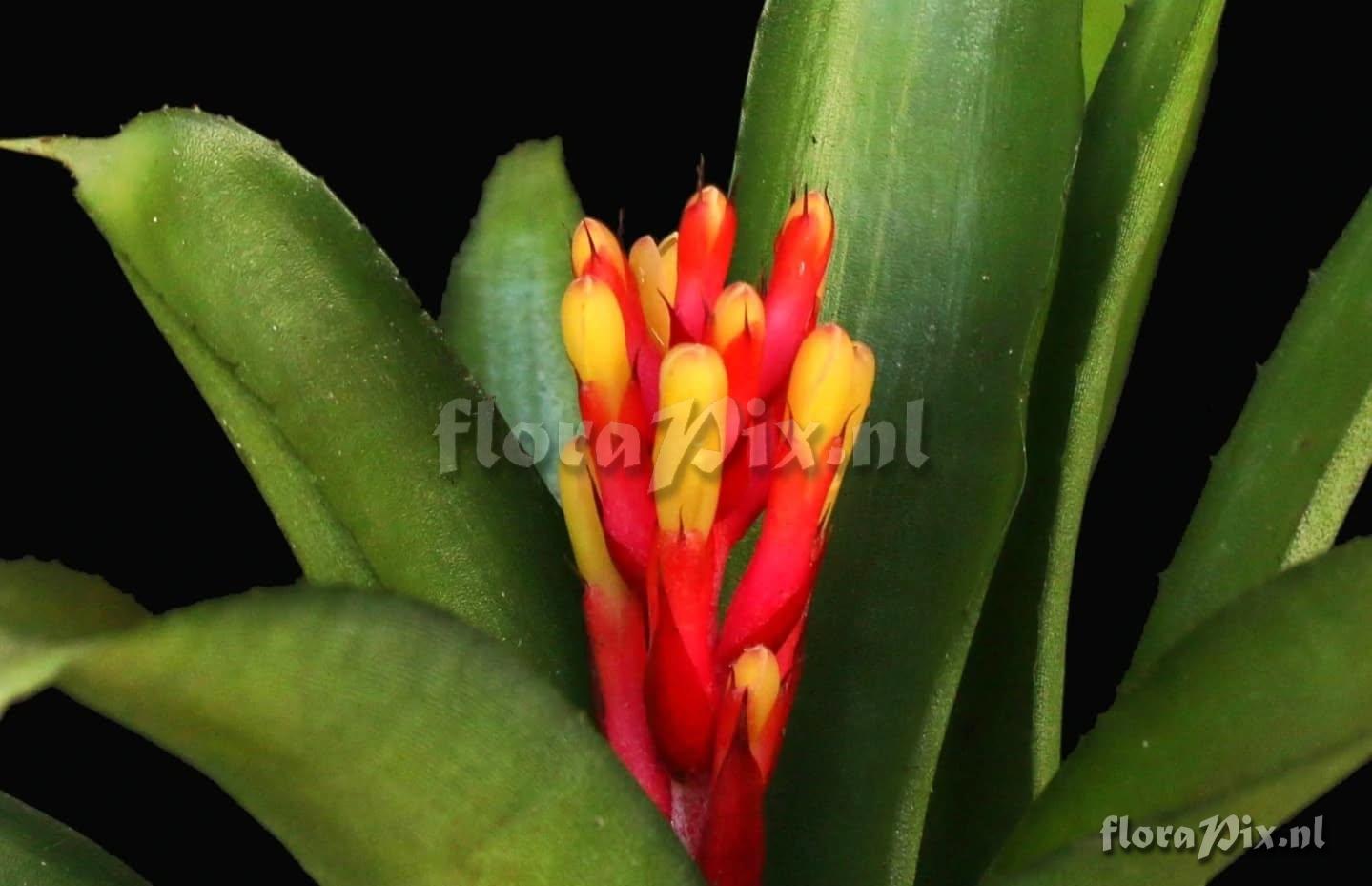 Aechmea pimentivelosoi var. glabra