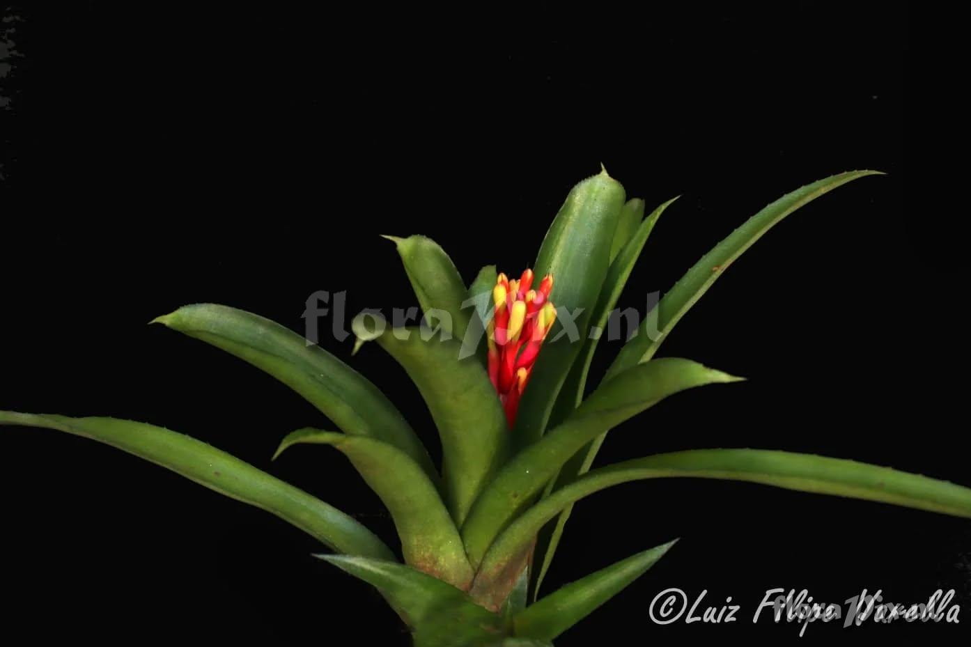 Aechmea pimentivelosoi var. glabra