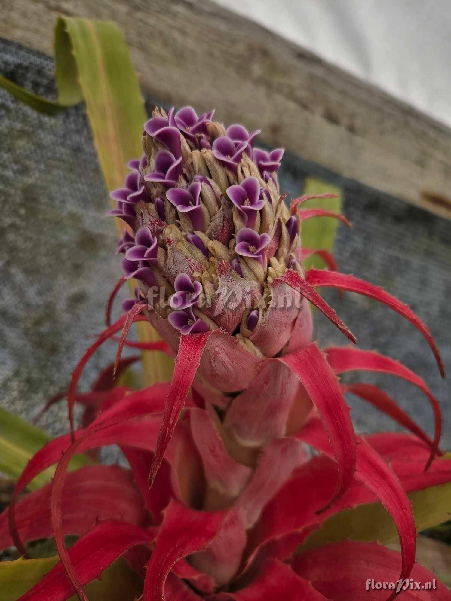 Bromelia michaelii