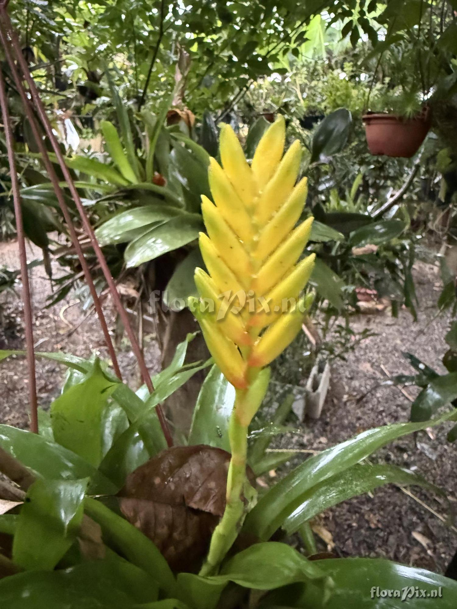 Vriesea flava