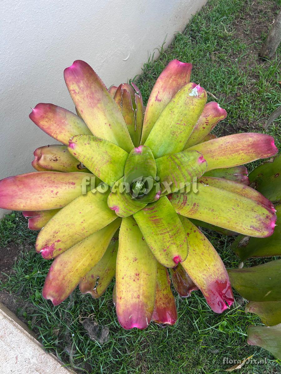 Neoregelia johannis