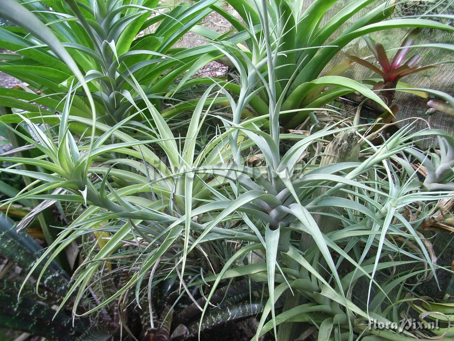 Tillandsia species Peru