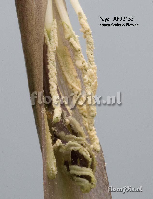 Puya aff. ferruginea