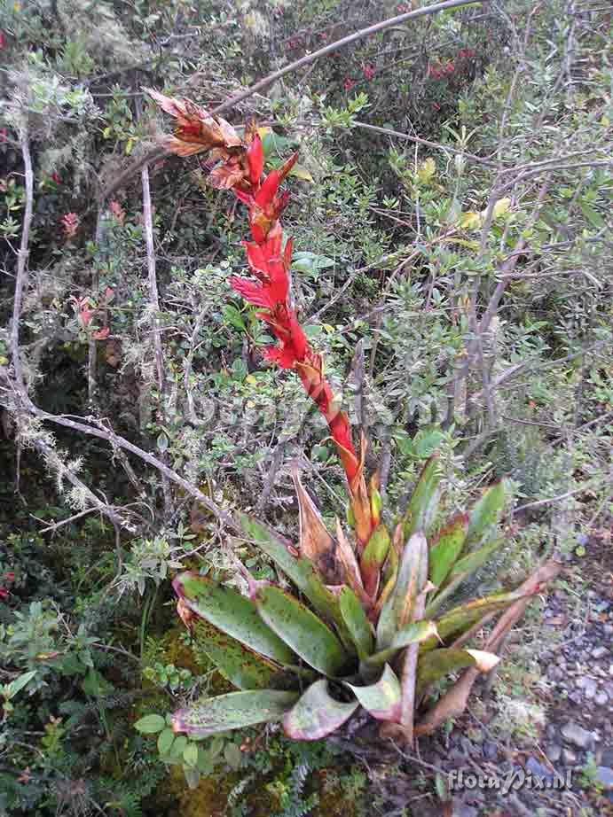 Tillandsia sp