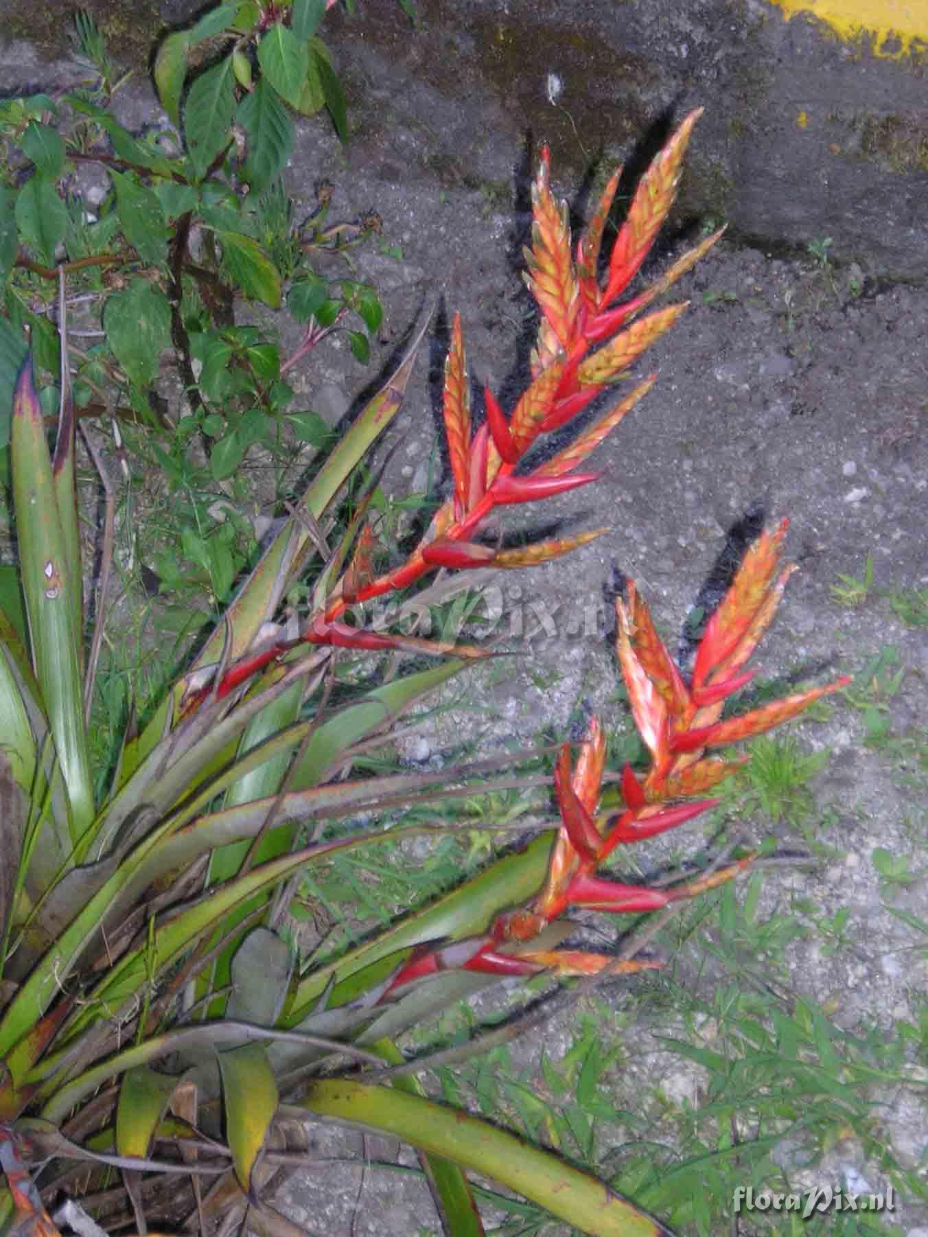 Tillandsia sp