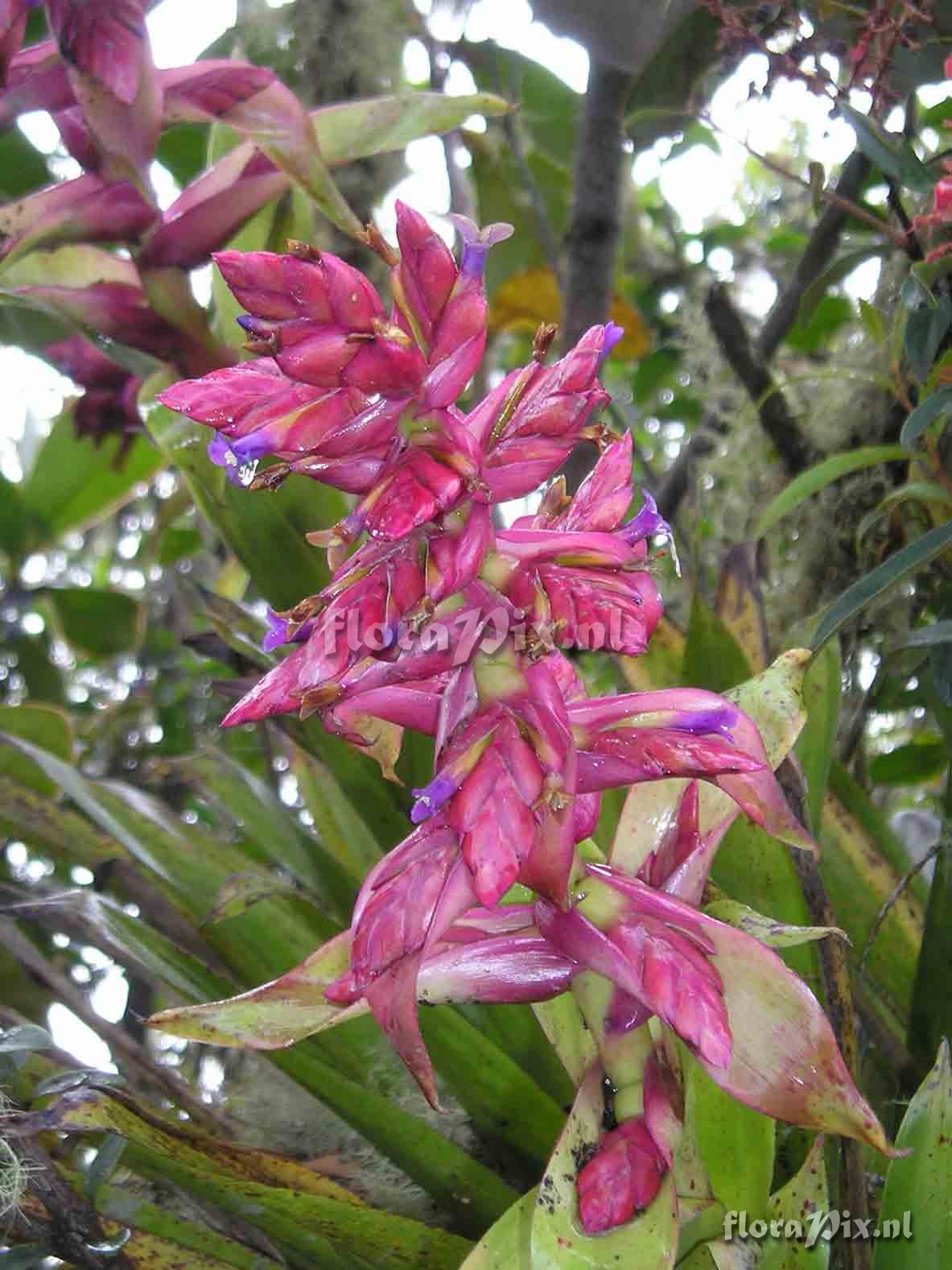 Tillandsia sp