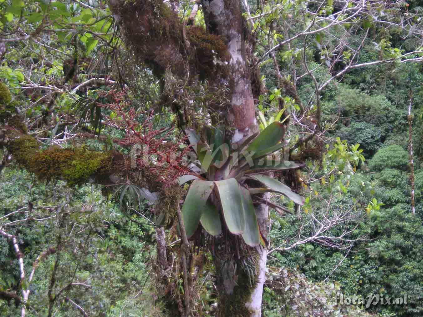 Tillandsia sp