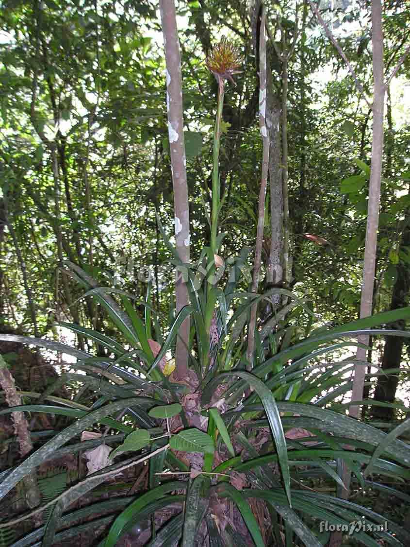 Guzmania sp