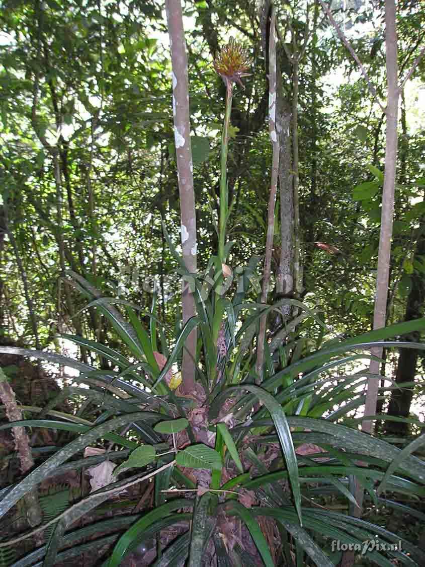 Guzmania sp.?