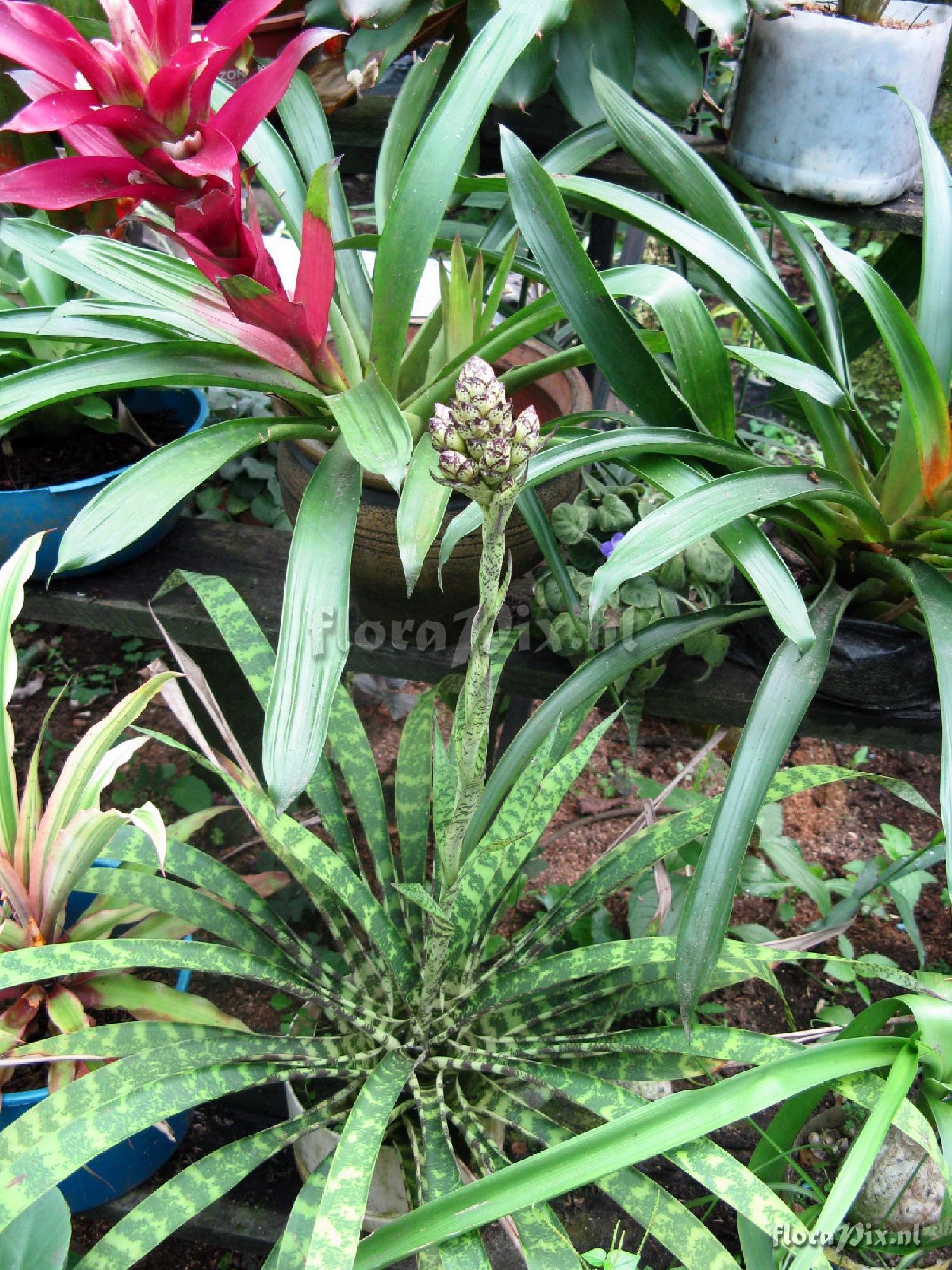 Guzmania vittata