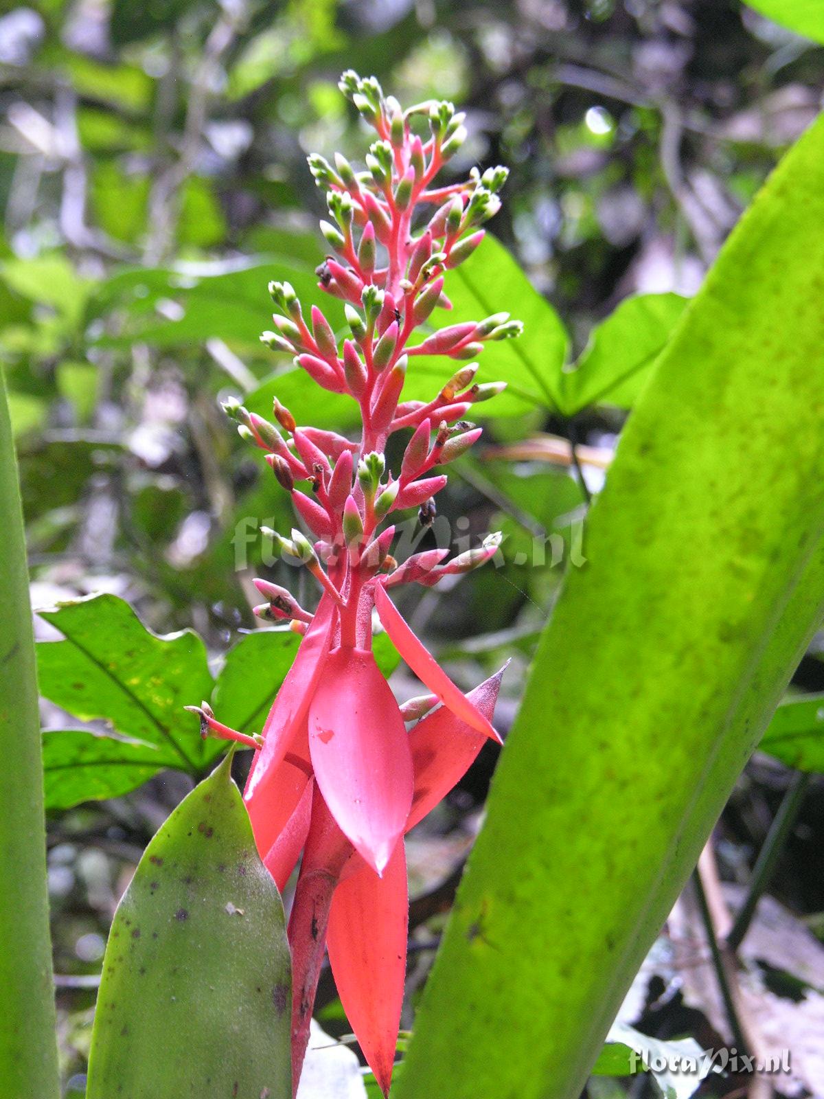 Aechmea nivea