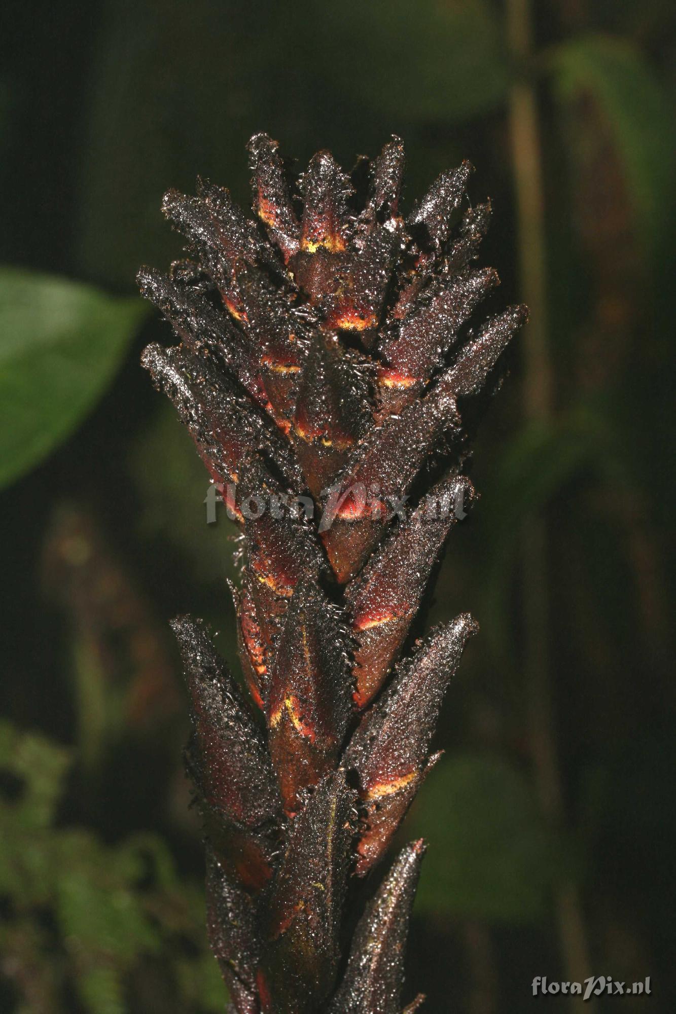 Pitcairnia species