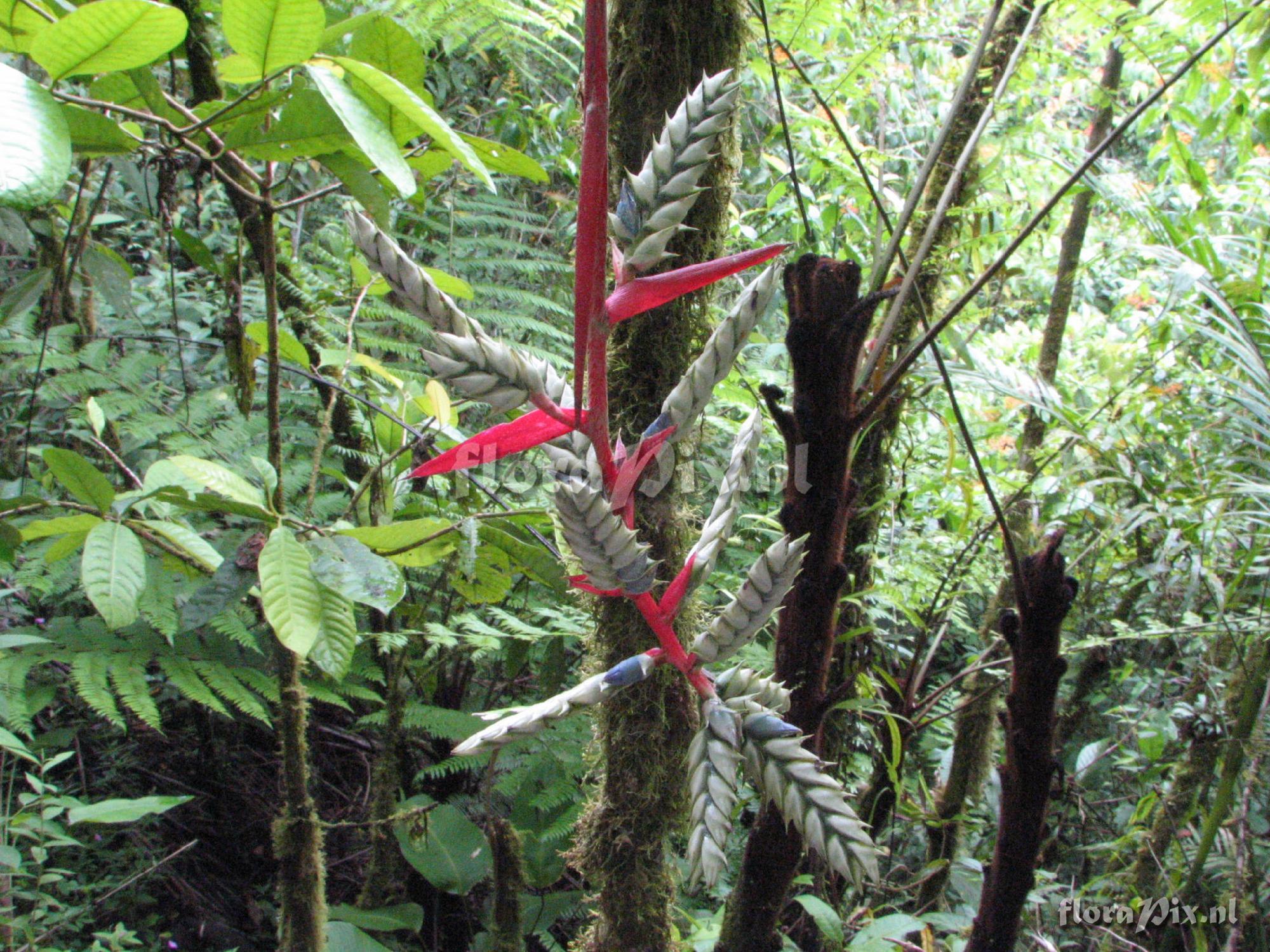 Aechmea pubescens